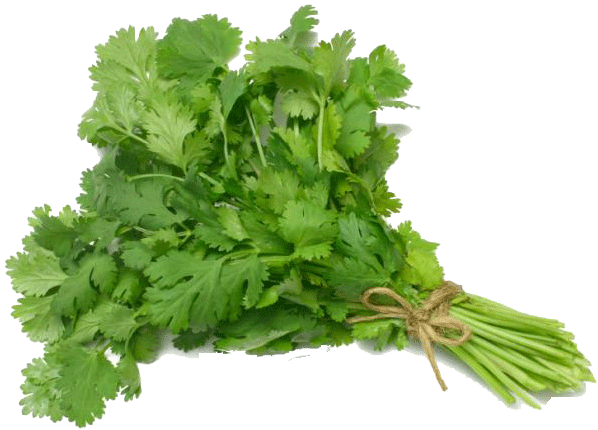 Sun Fresh  cilantro Full-Size Picture